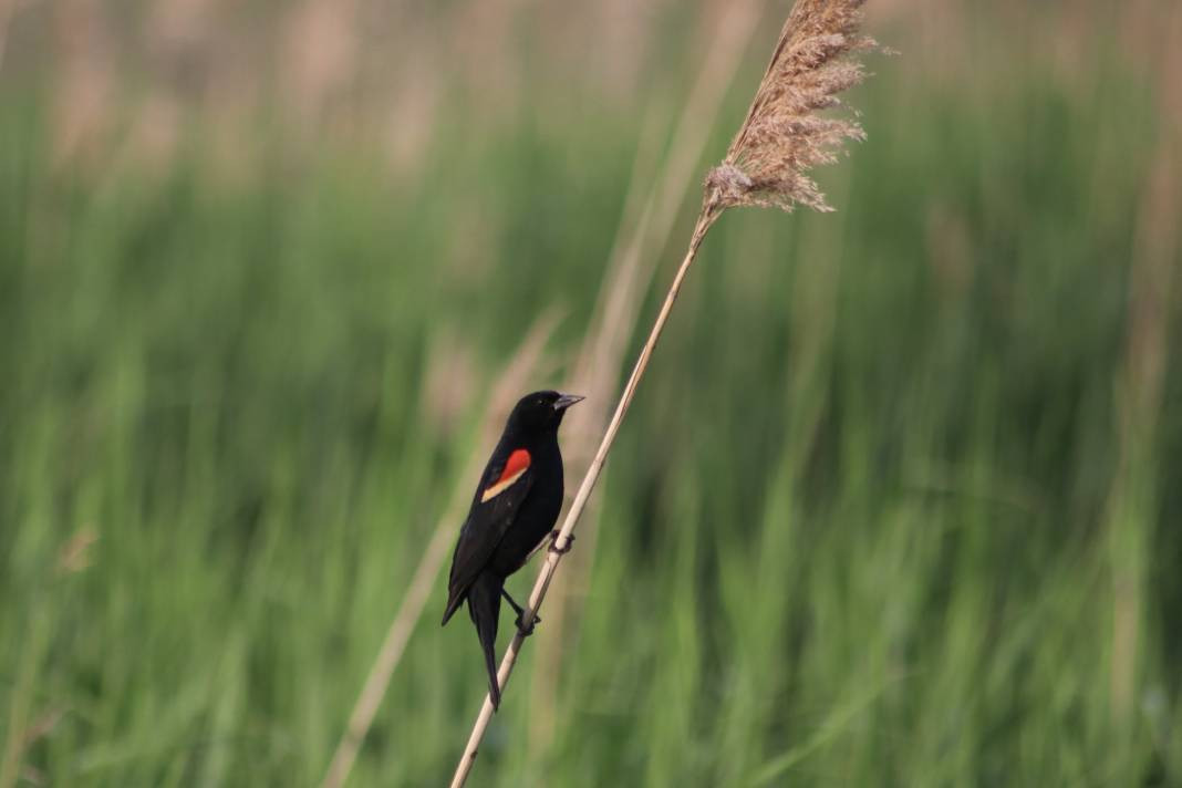 Yürüyüş yolundaki kuşlar böyle görüntülendi - Resim: 8